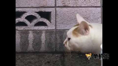 ����è֮����̷2025���°汾v1.0 �ֻ����ͼ3