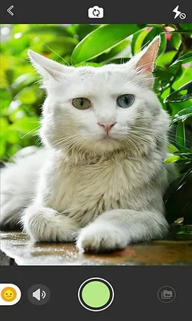 �ȳ����v1.0 �ٷ������ͼ0