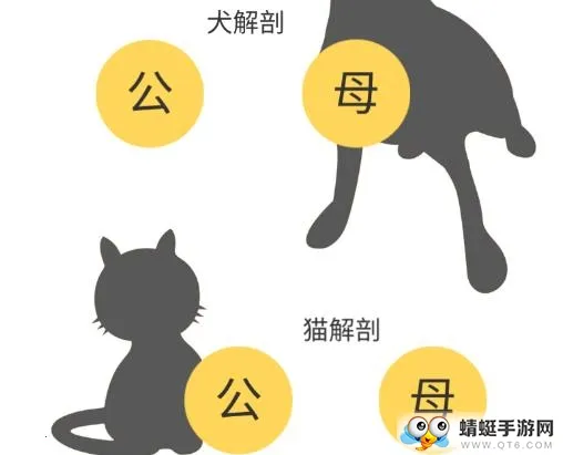 3dbody宠物版免费 3dbody宠物版免费