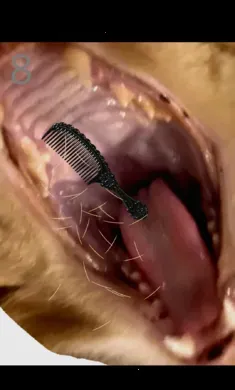 ��è��ë2026���ذ�װv1.0 �ٷ������ͼ0