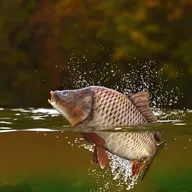 �����ֳ�����ֻ���